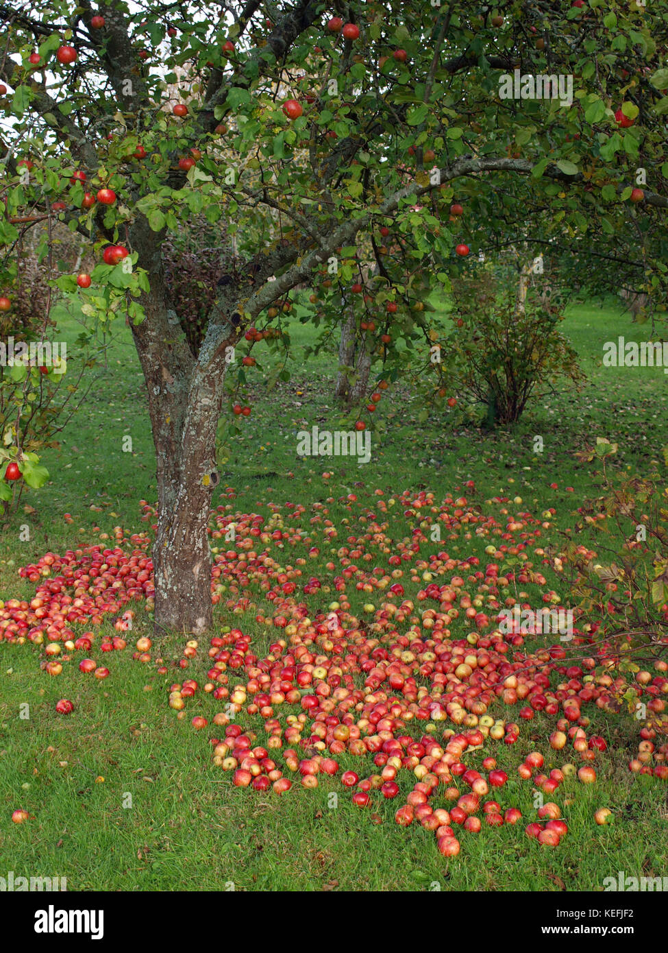 Red apples on the grass under apple tree Stock Photo Alamy