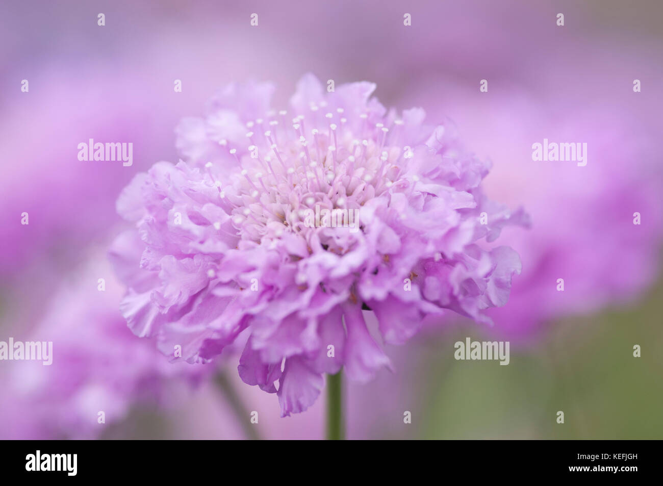 CLOSE UP OF SCABIOSA COLUMBARIA PINK MIST Stock Photo