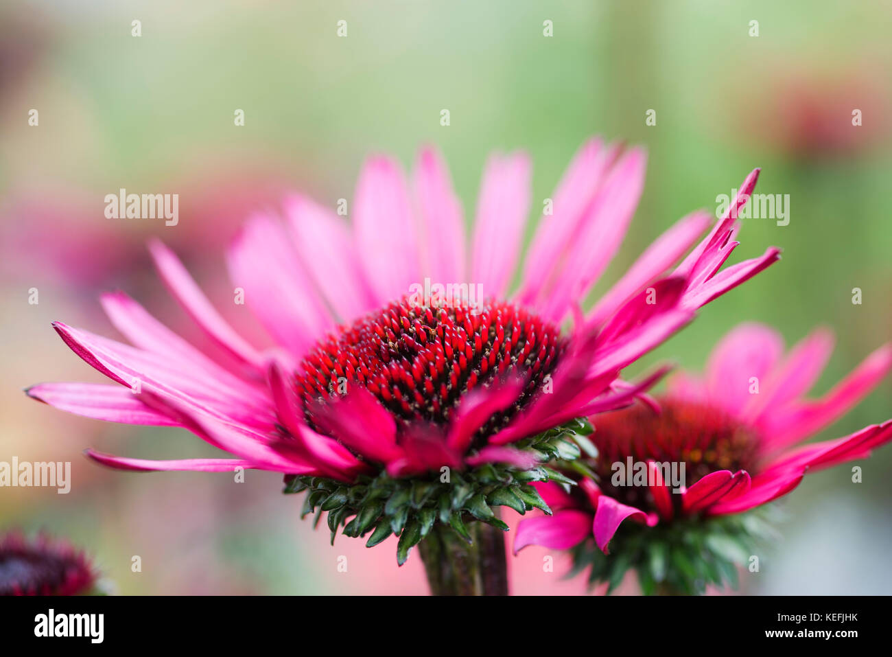 ECHINACEA PURPUREA FATAL ATTRACTION Stock Photo