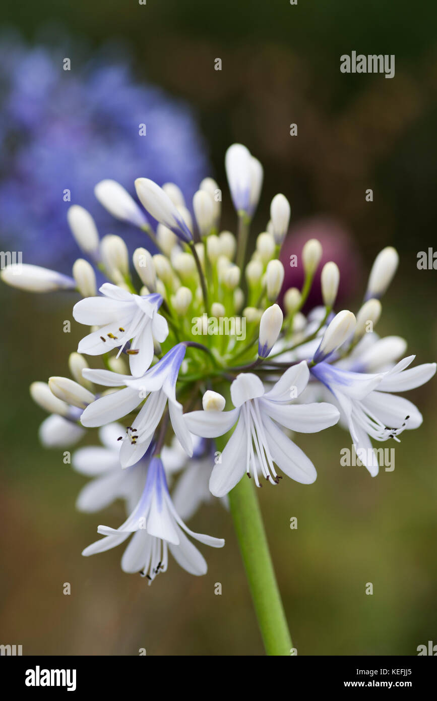 CLOSE UP OF AGAPANTHUS QUEEN MUM Stock Photo