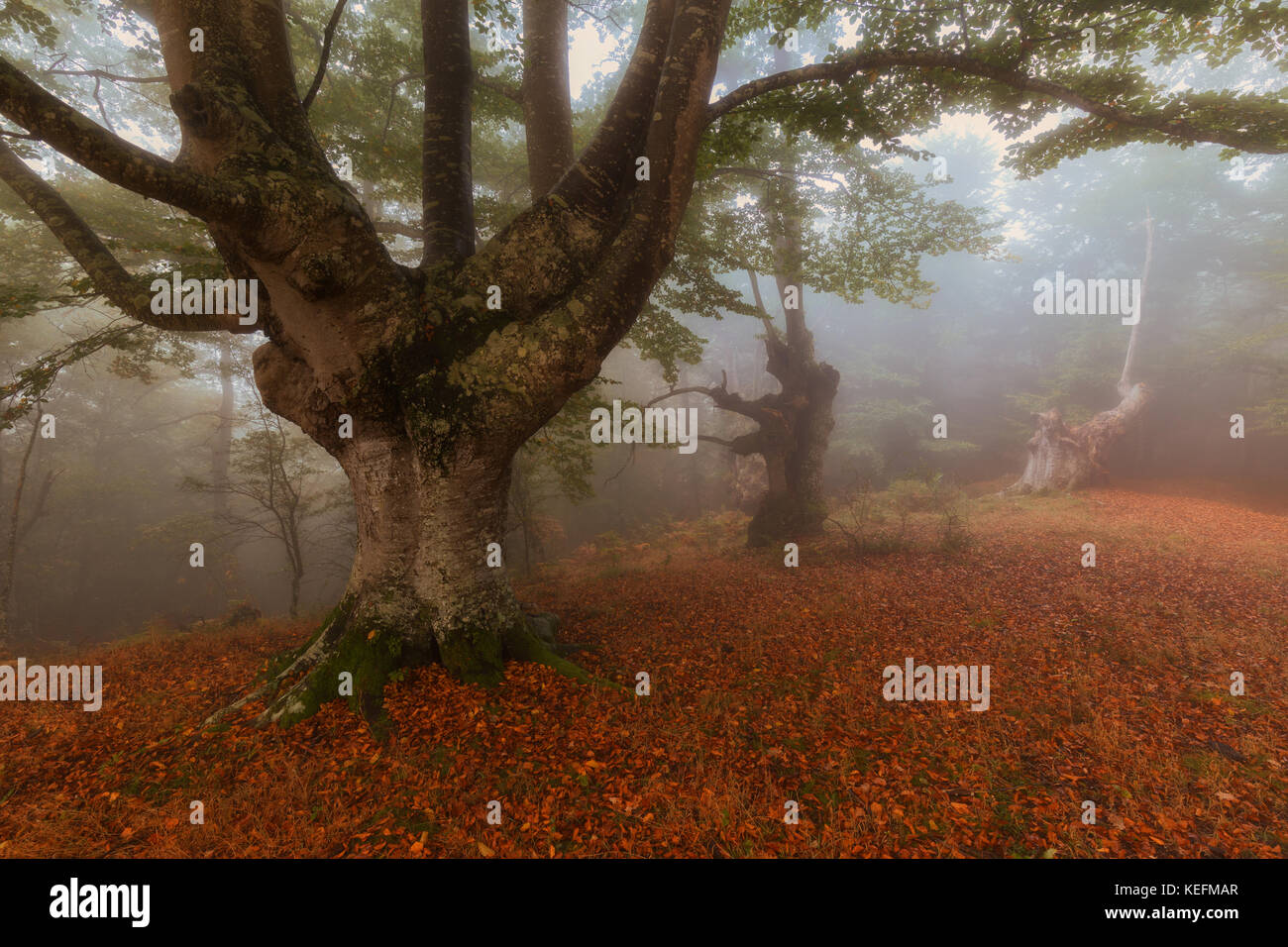 Autumn forest in a autumn foggy day Stock Photo