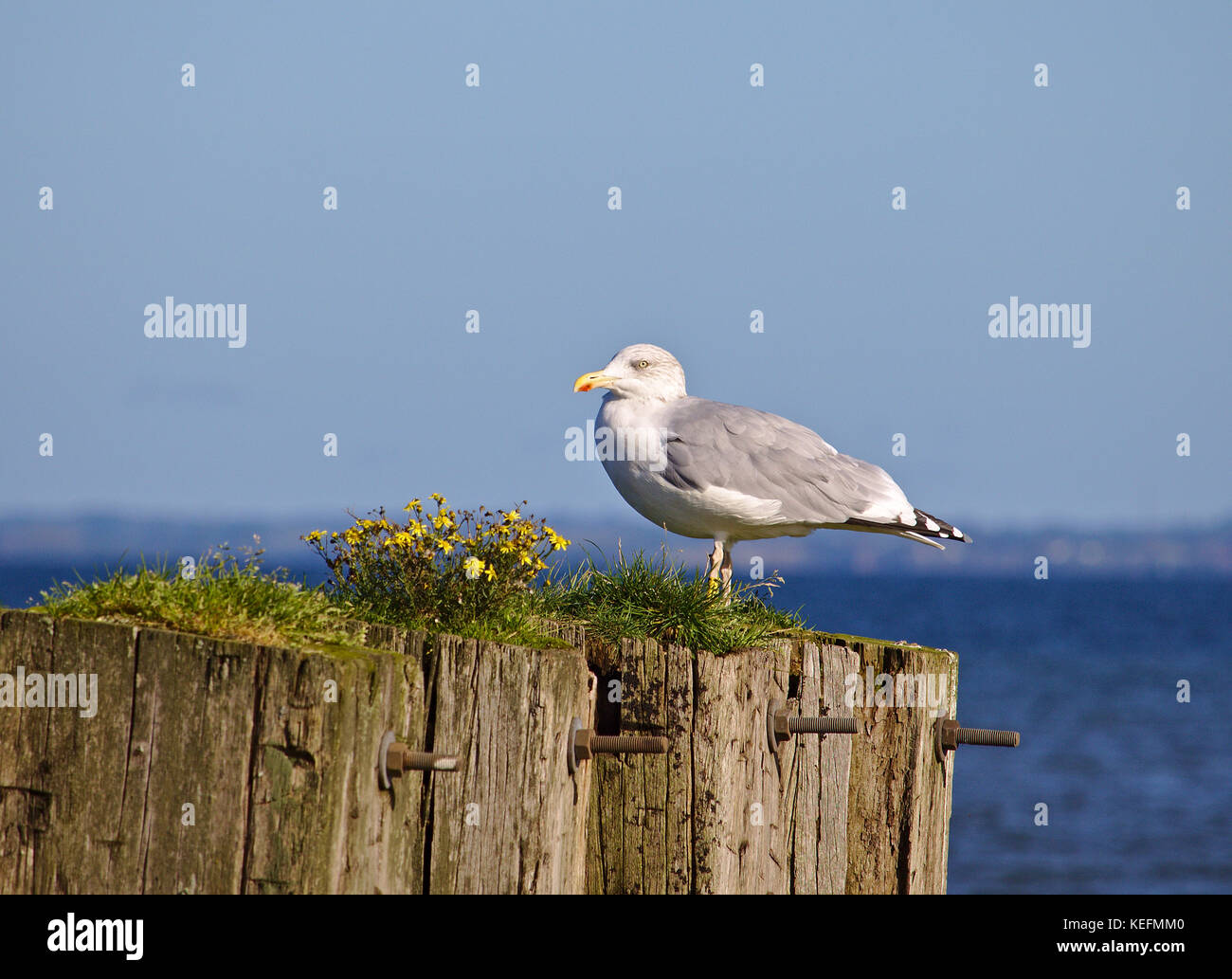 Adult herring gull sitting on old wooden mooring post overgrown with grass and yellow flowers with the blue sea in the background Stock Photo