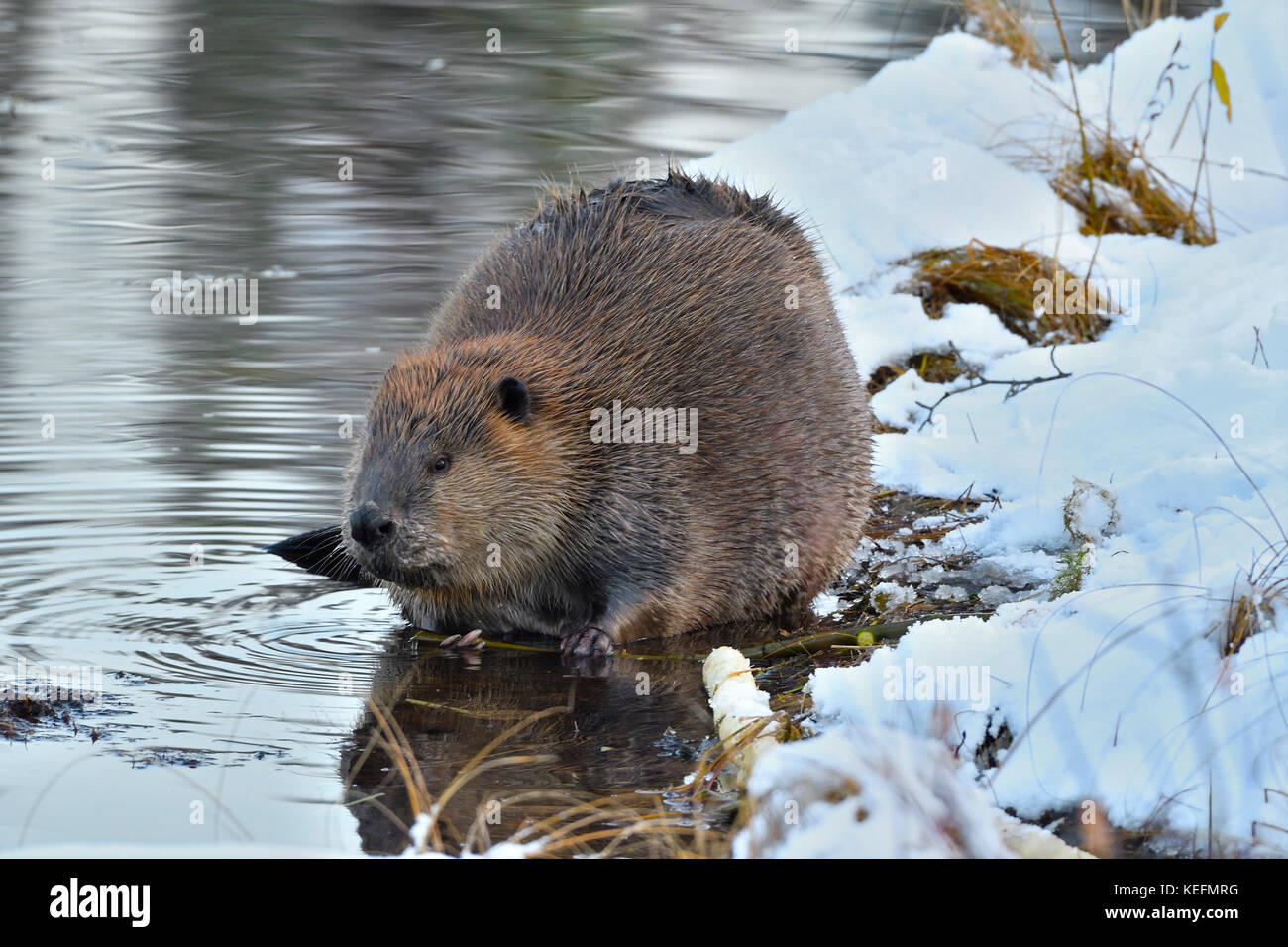 Beaver in snow hires stock photography and images Alamy