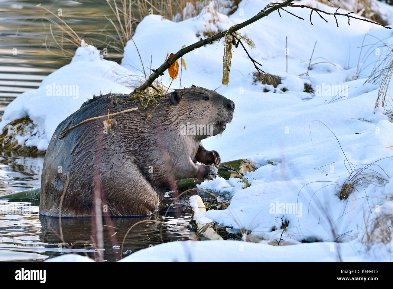 A side view of an adult beaver 'Castor canadensis'; climbing on to the