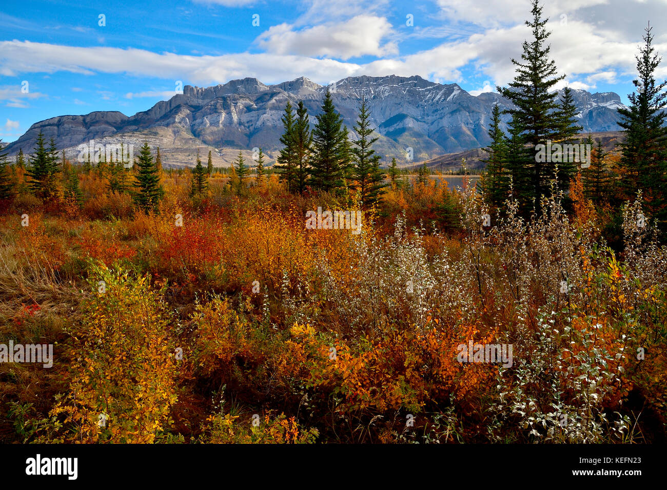 A fall landscape image showing the Miette mountain range in Jasper National Park, Alberta Canada with the changing autumn landscape in the foreground. Stock Photo