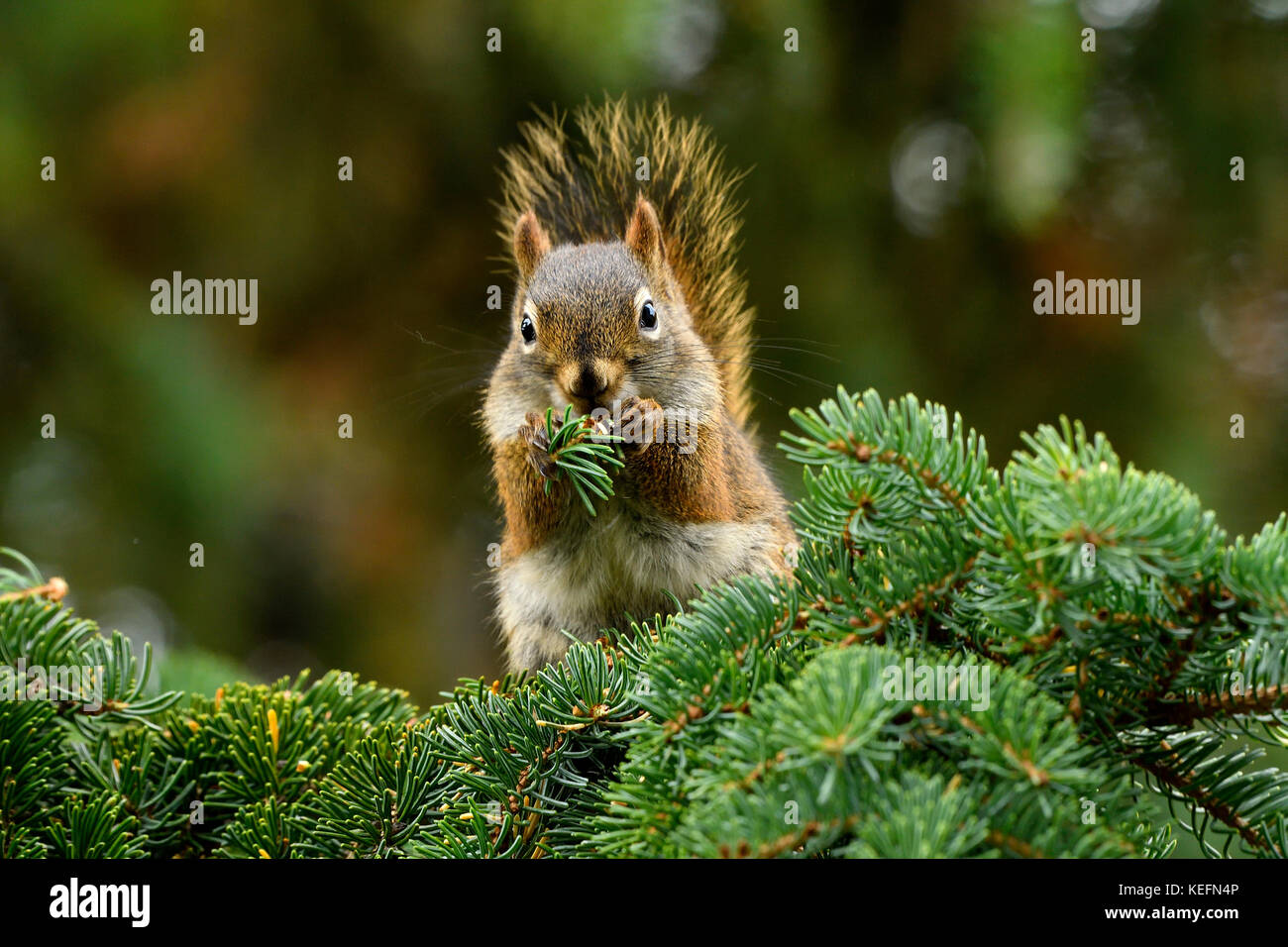 A front view of a red squirrel Tamiasciurus hudsonicus; sitting on on  a spruce tree branch eating the fresh green spruce needles in rural Alberta Can Stock Photo