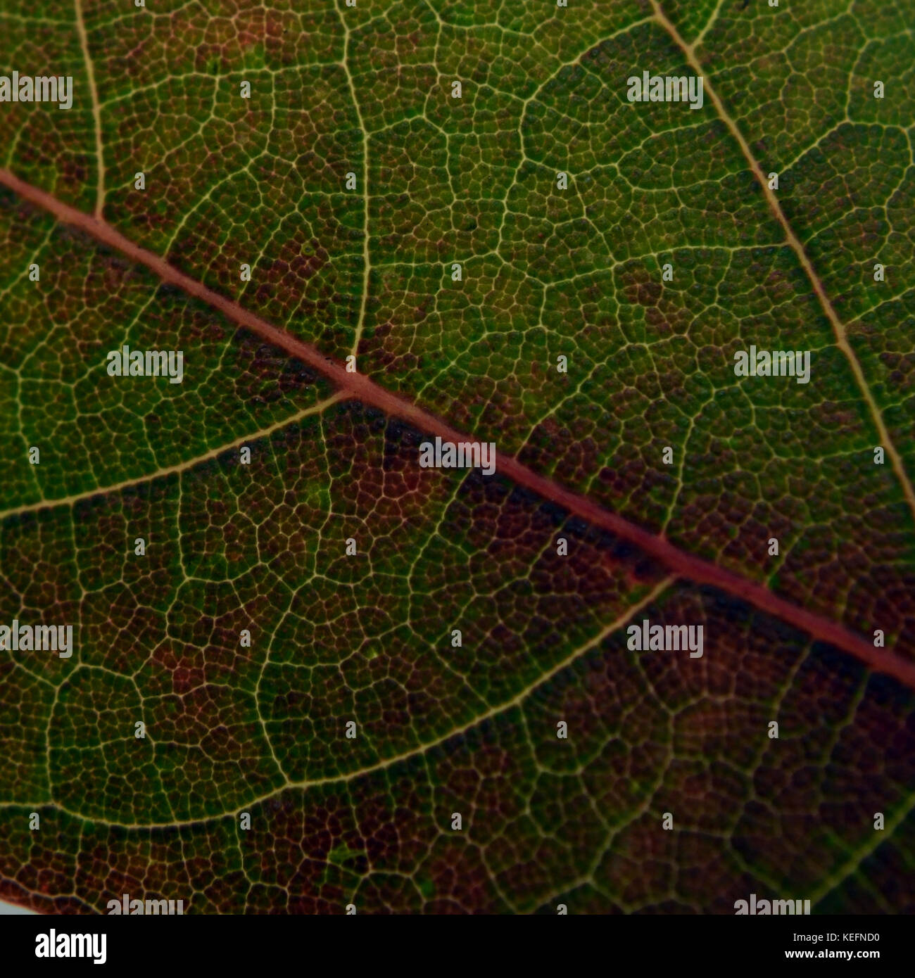 Close-up of the veins of a leaf that's changing color Stock Photo - Alamy