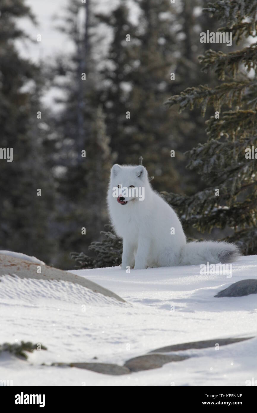 Arctic fox in white winter coat sitting on snow licking its face Stock ...