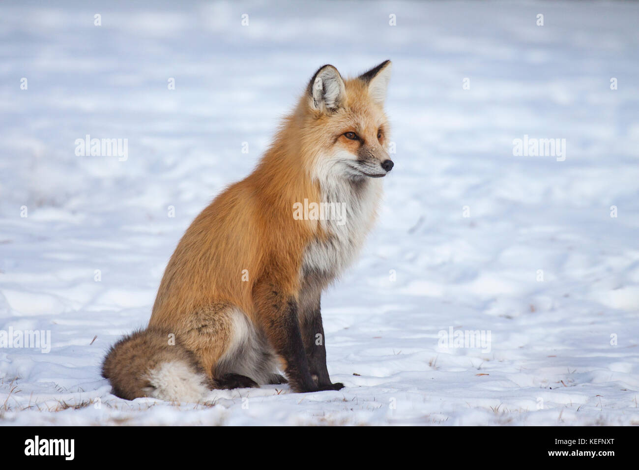 Red fox during winter with heavy fur protecting it from the bitter cold in Yellowstone National Park, Wyoming Stock Photo
