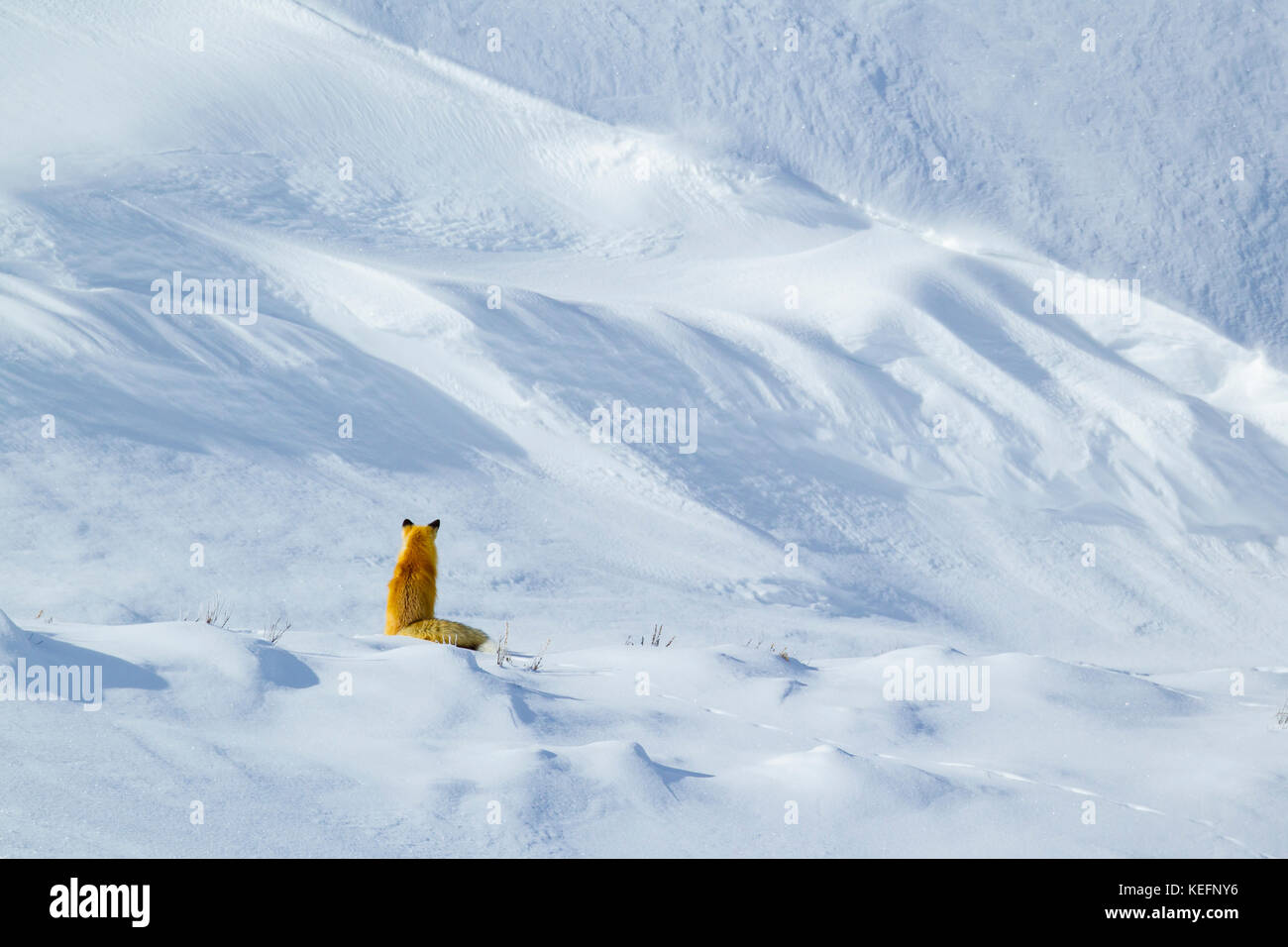 Red Fox (Vulpes fulva) hunting in the Hayden Valley during winter in Wyomings Yellowstone National Park Stock Photo