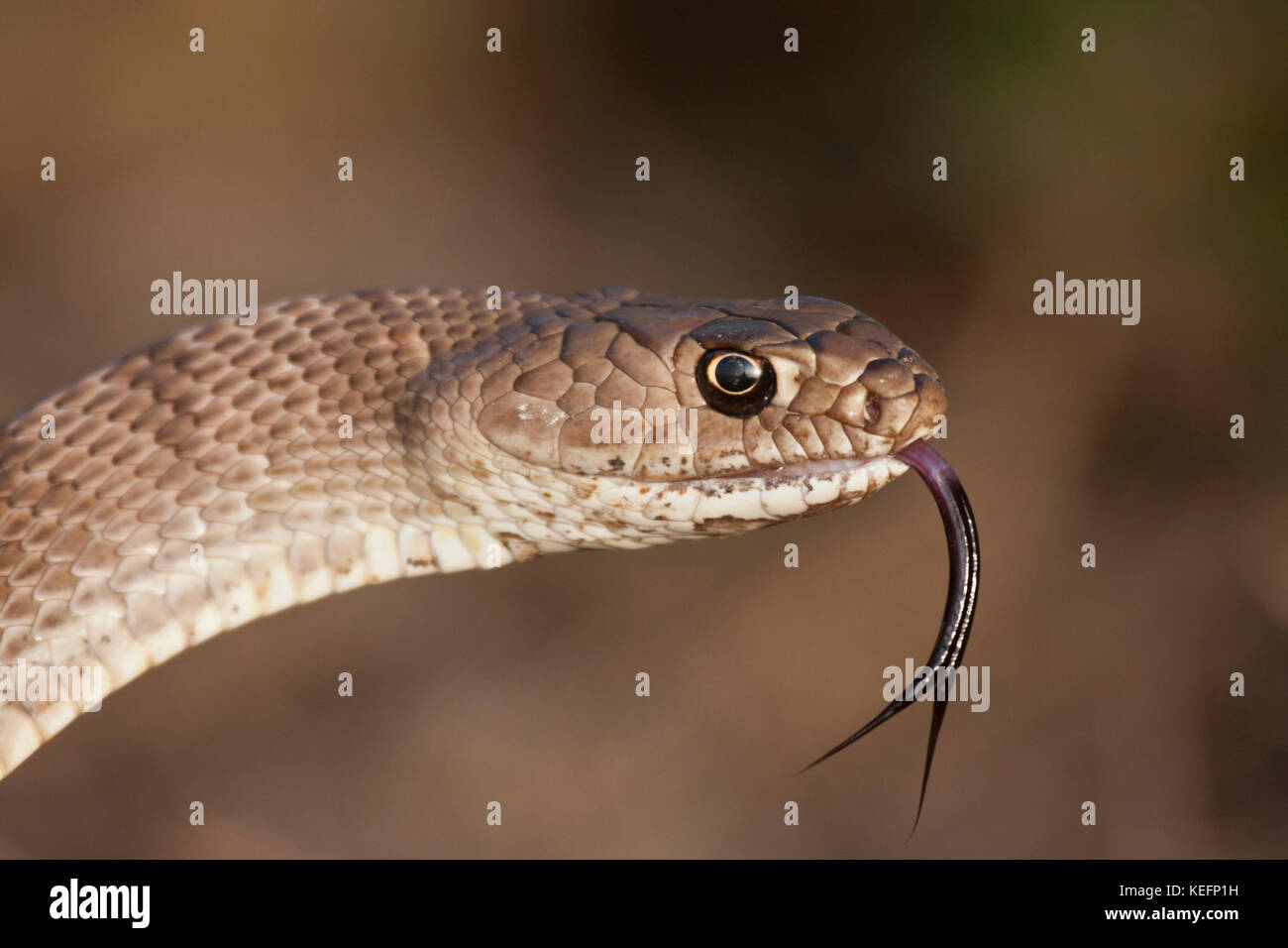 Western coachwhip snake Stock Photo - Alamy