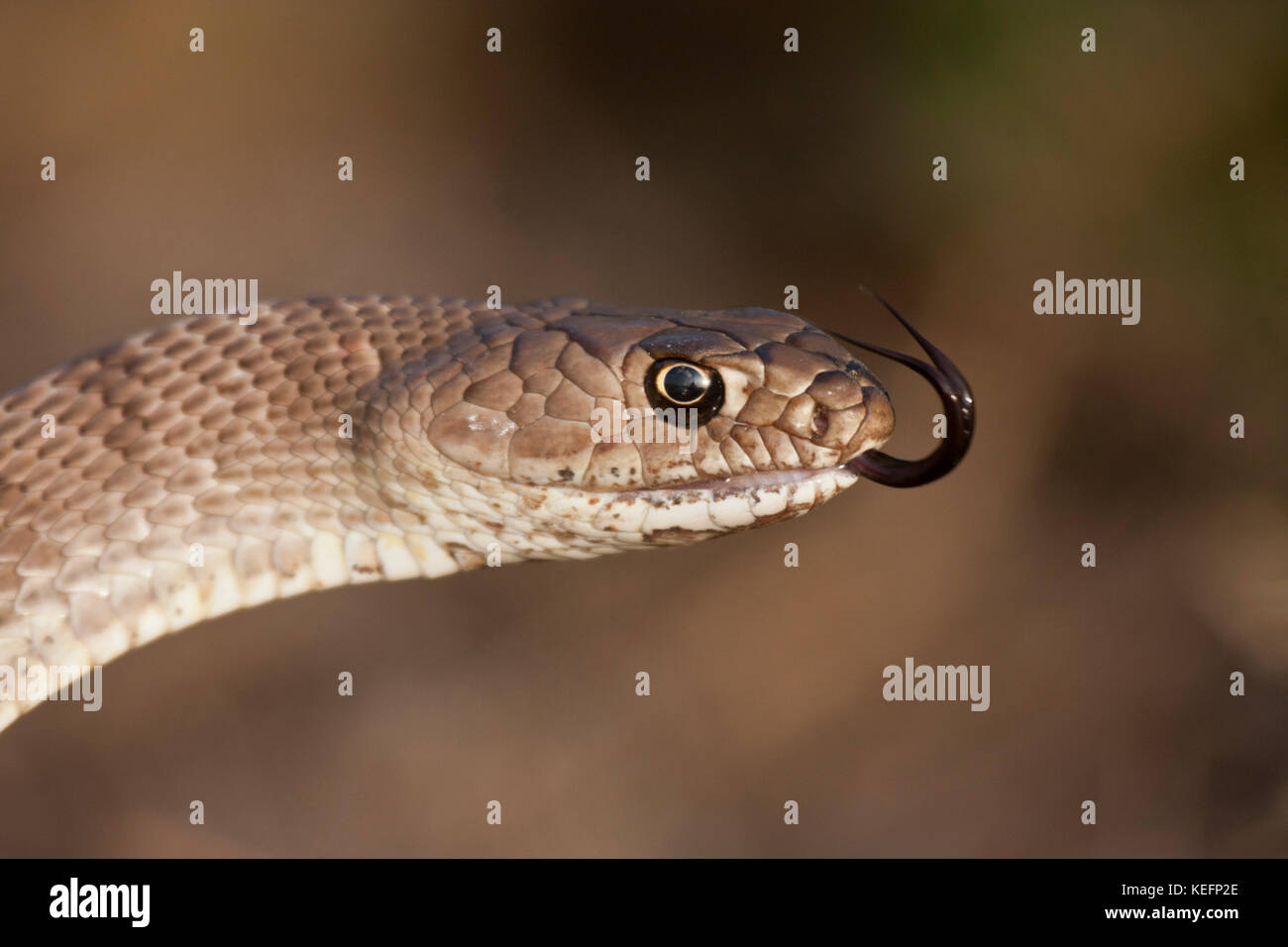 Western coachwhip snake Stock Photo - Alamy