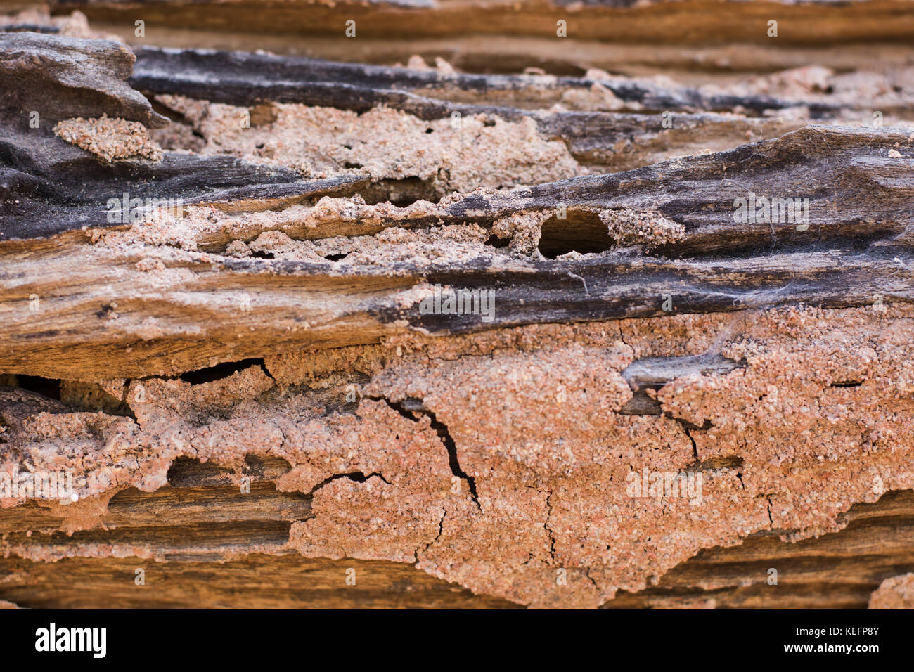 Traces of termites eat wood Stock Photo Alamy
