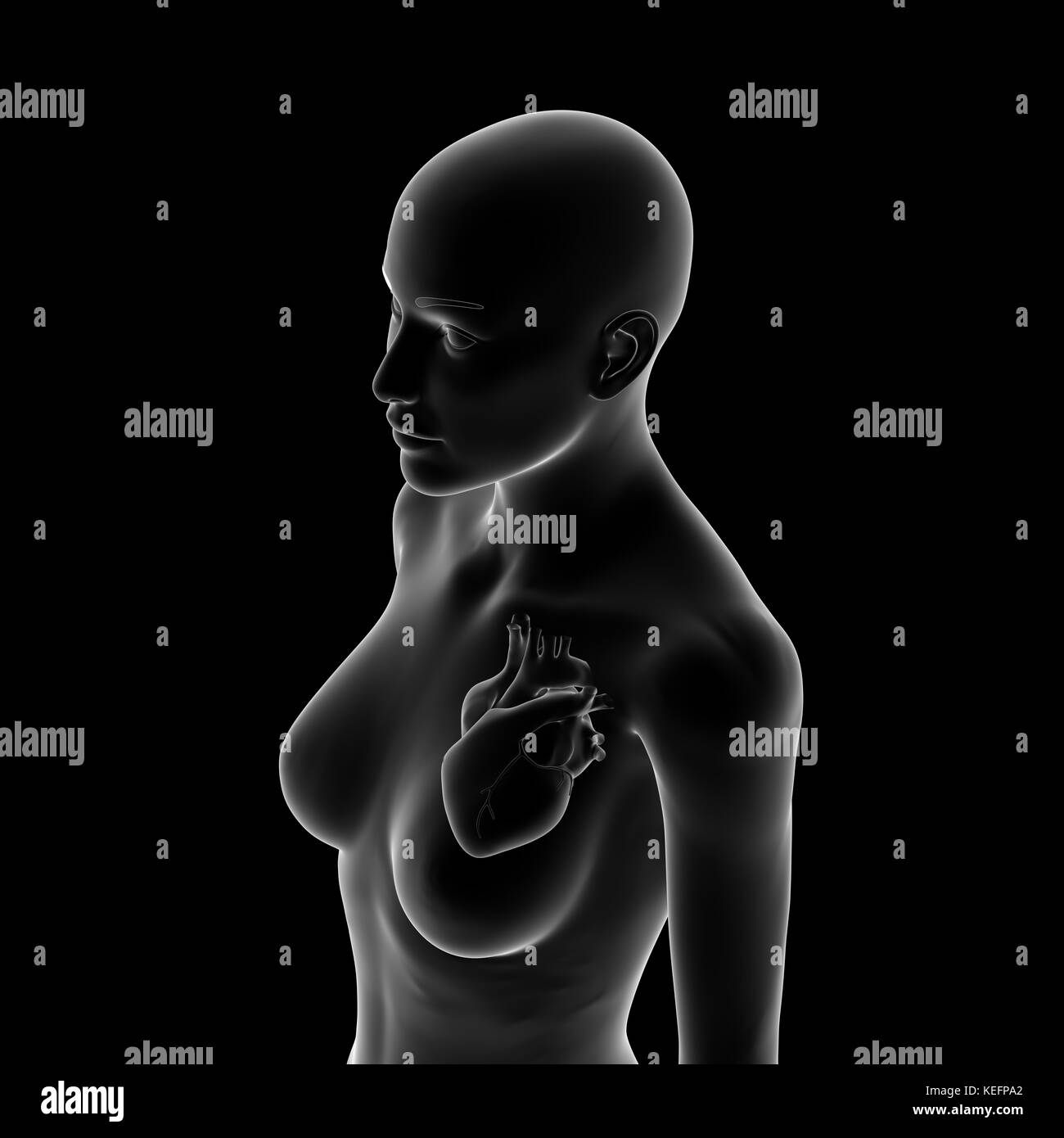 Heart, Human Female Body Stock Photo