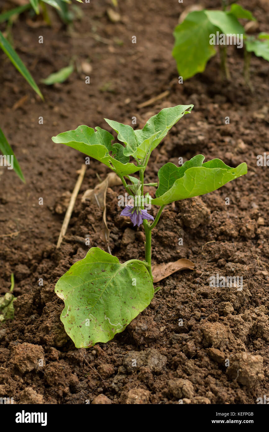 Eggplant Seedling Plant Stock Photos & Eggplant Seedling Plant Stock