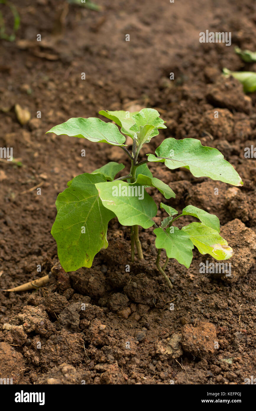 Eggplant Seedling Plant Stock Photos & Eggplant Seedling Plant Stock