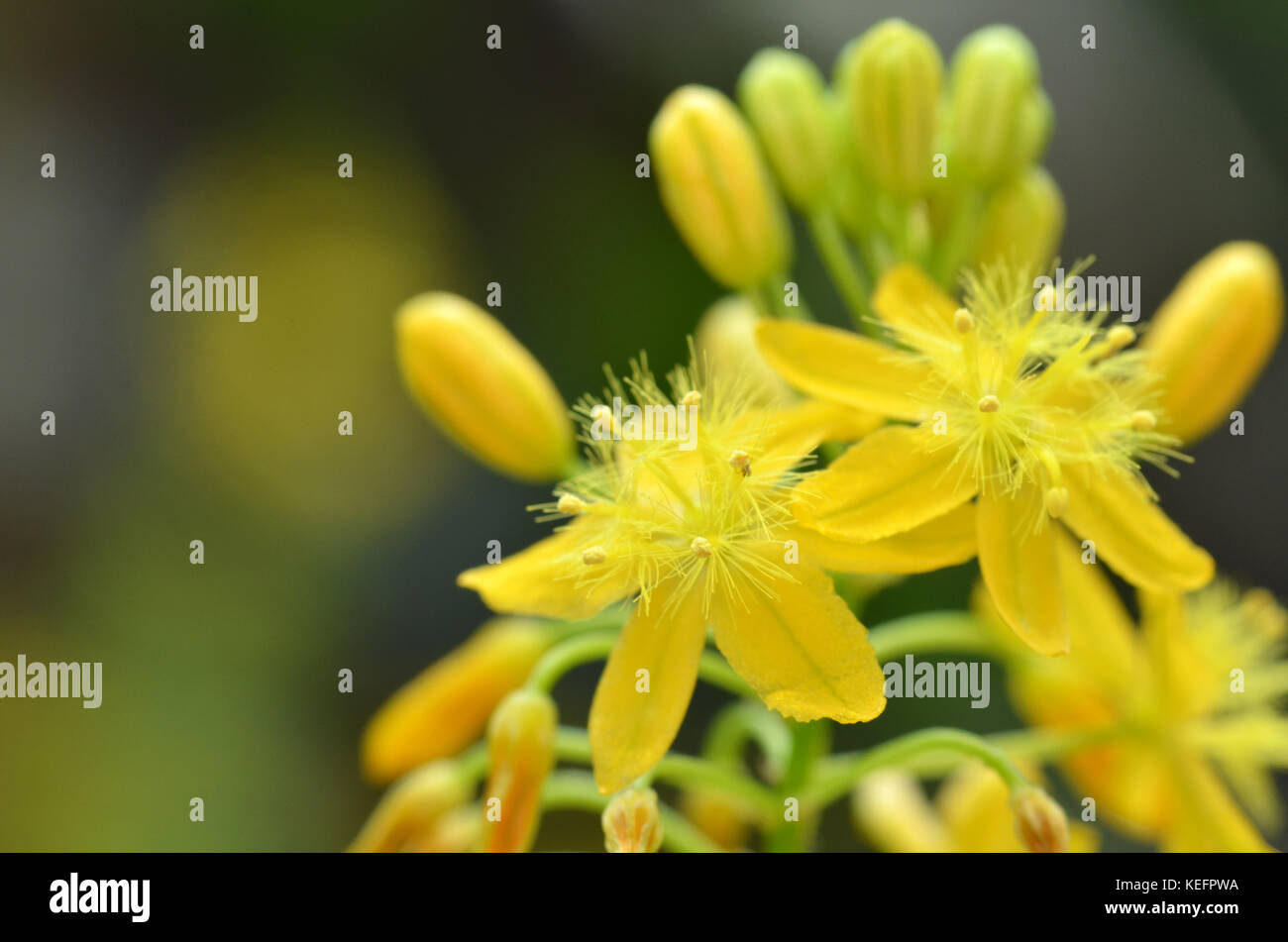 S. African plant Bulbine natalensis also known with common name Bulbine Stock Photo