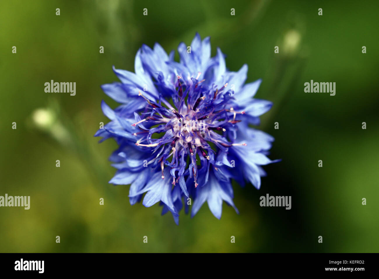 Blue cornflower close up hires stock photography and images Alamy