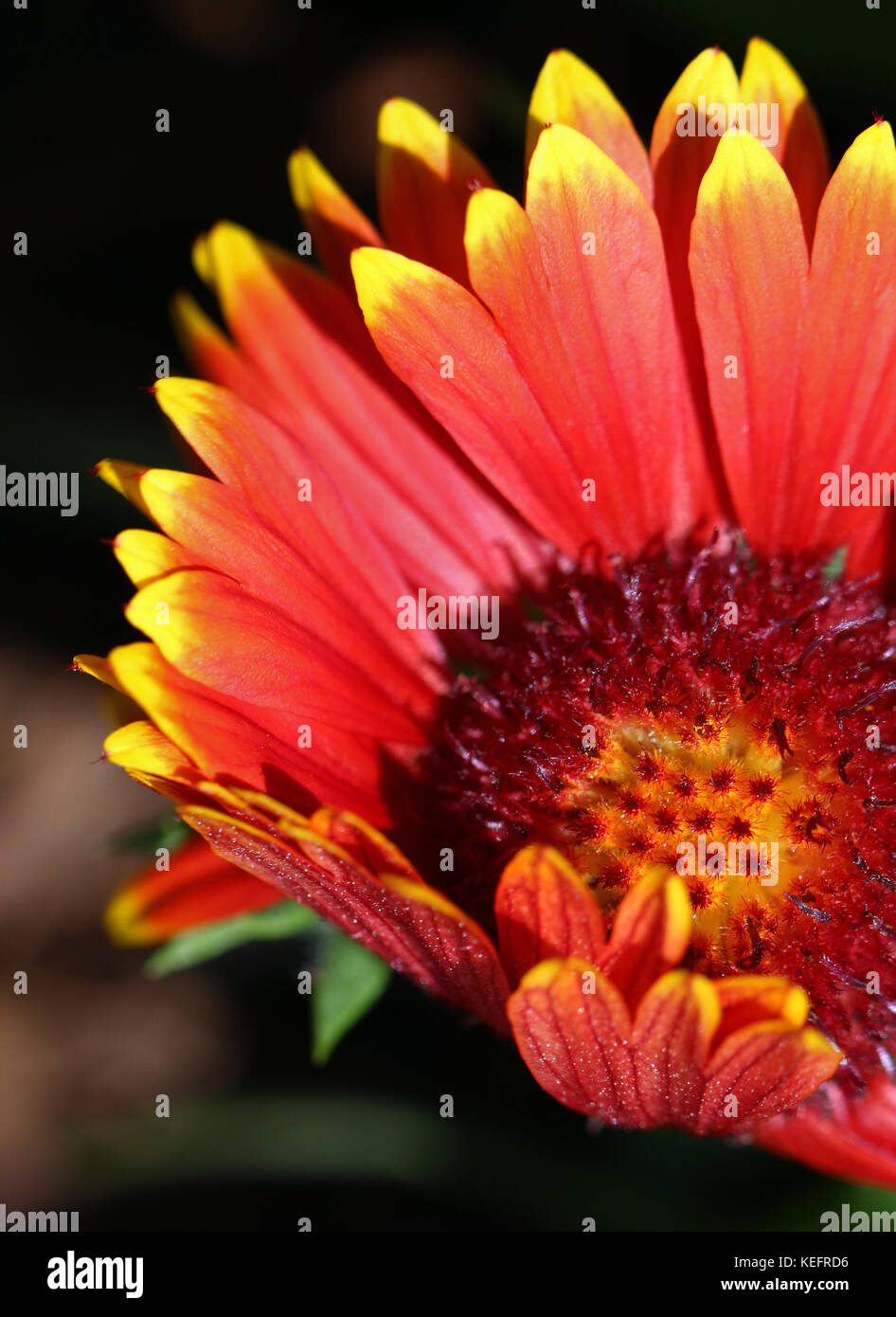 Close up of red-orange-yellow blanket flower Stock Photo