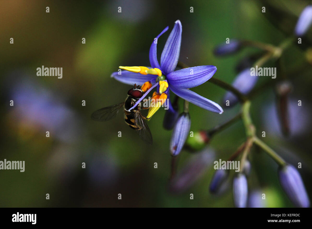 Hoverfly visiting a Dianella congesta flower Stock Photo