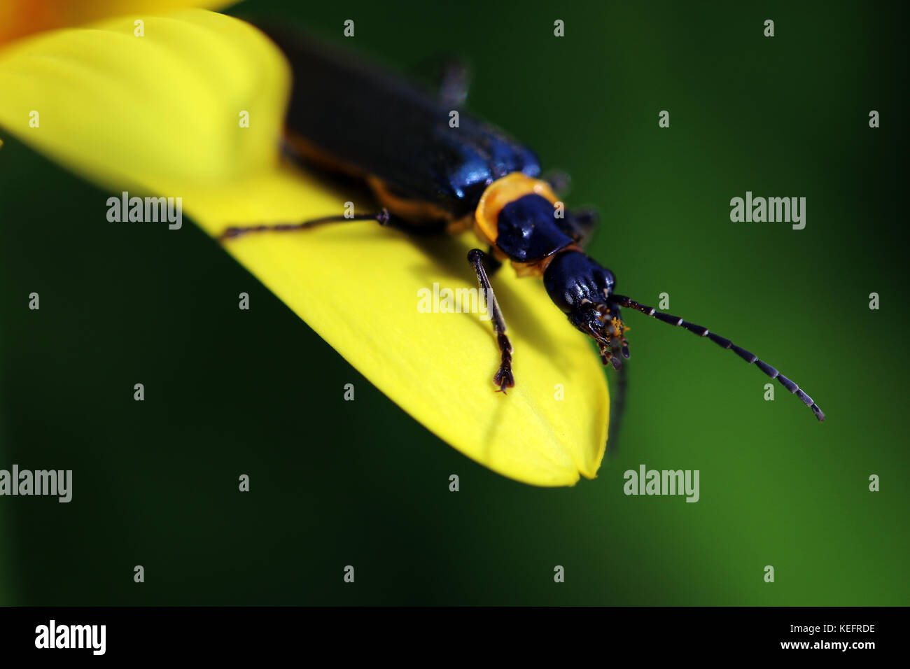 Soldier beetle on a yellow petal Stock Photo Alamy