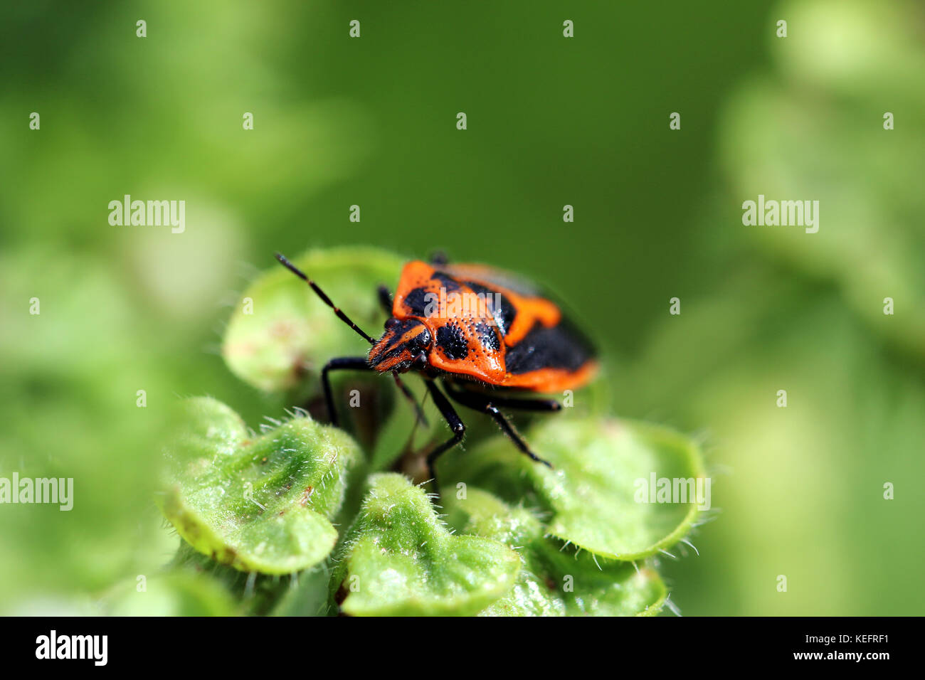 Orange and black bug on leaves Stock Photo