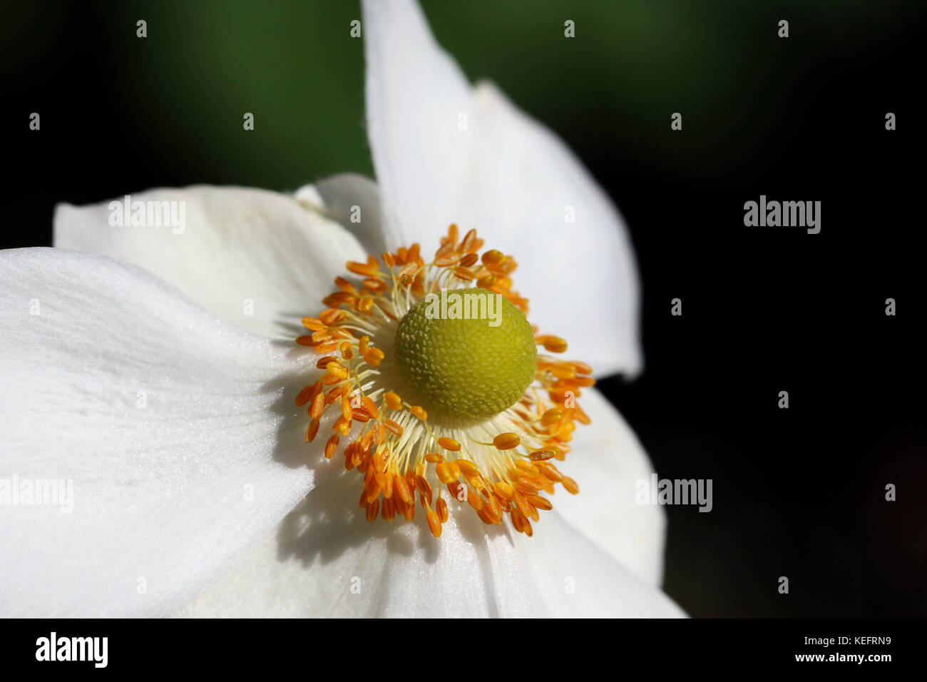 Close up of white Japanese wind flower Stock Photo