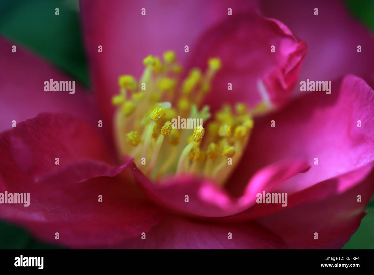 Close up of centre of dark pink single camellia Stock Photo