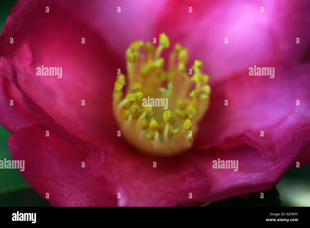 Close up of centre of dark pink single camellia Stock Photo