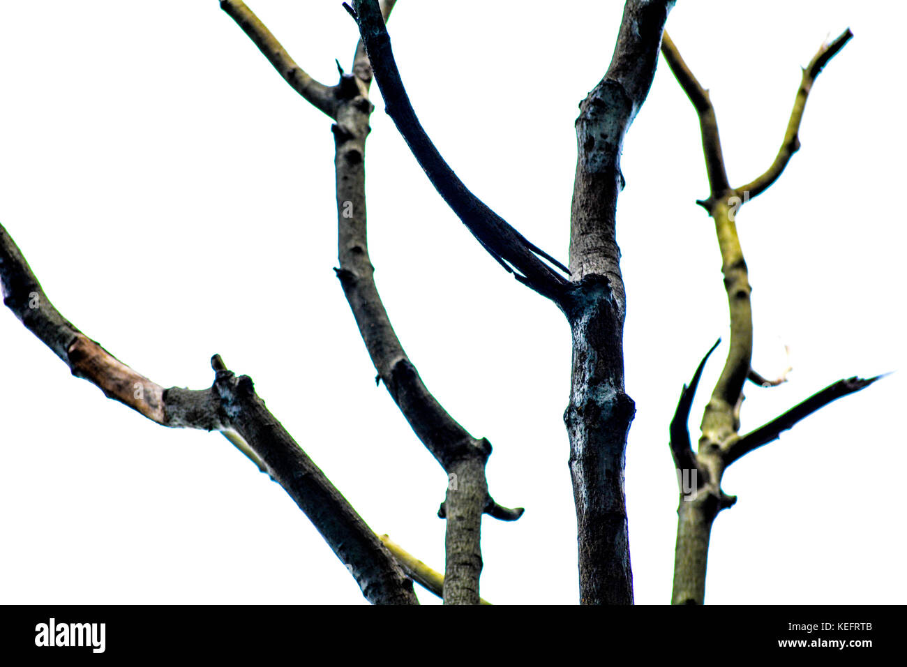 National tree of bangladesh hires stock photography and images Alamy