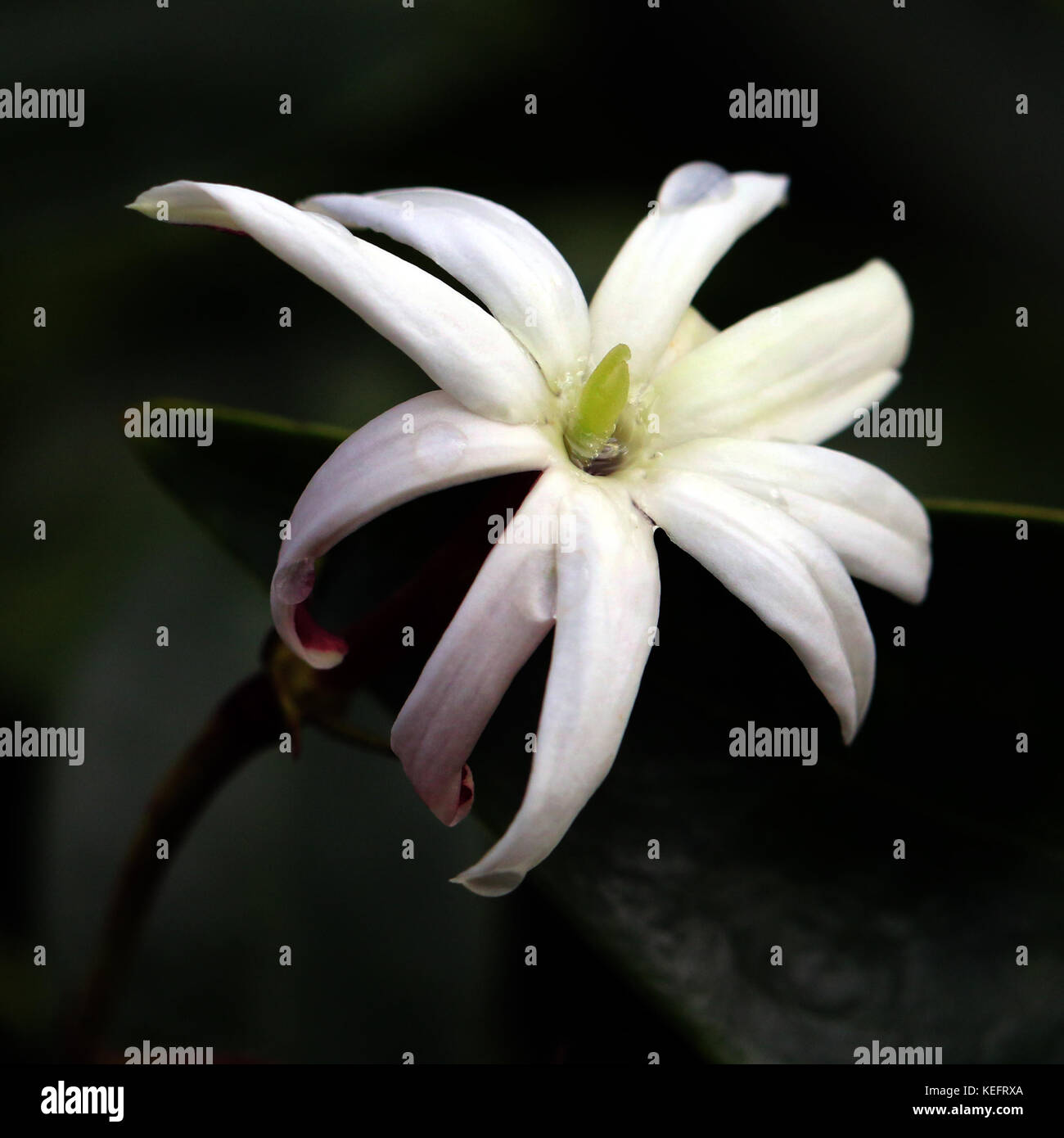 White jasmine flower (Jasminum nitidum) with green centre Stock Photo