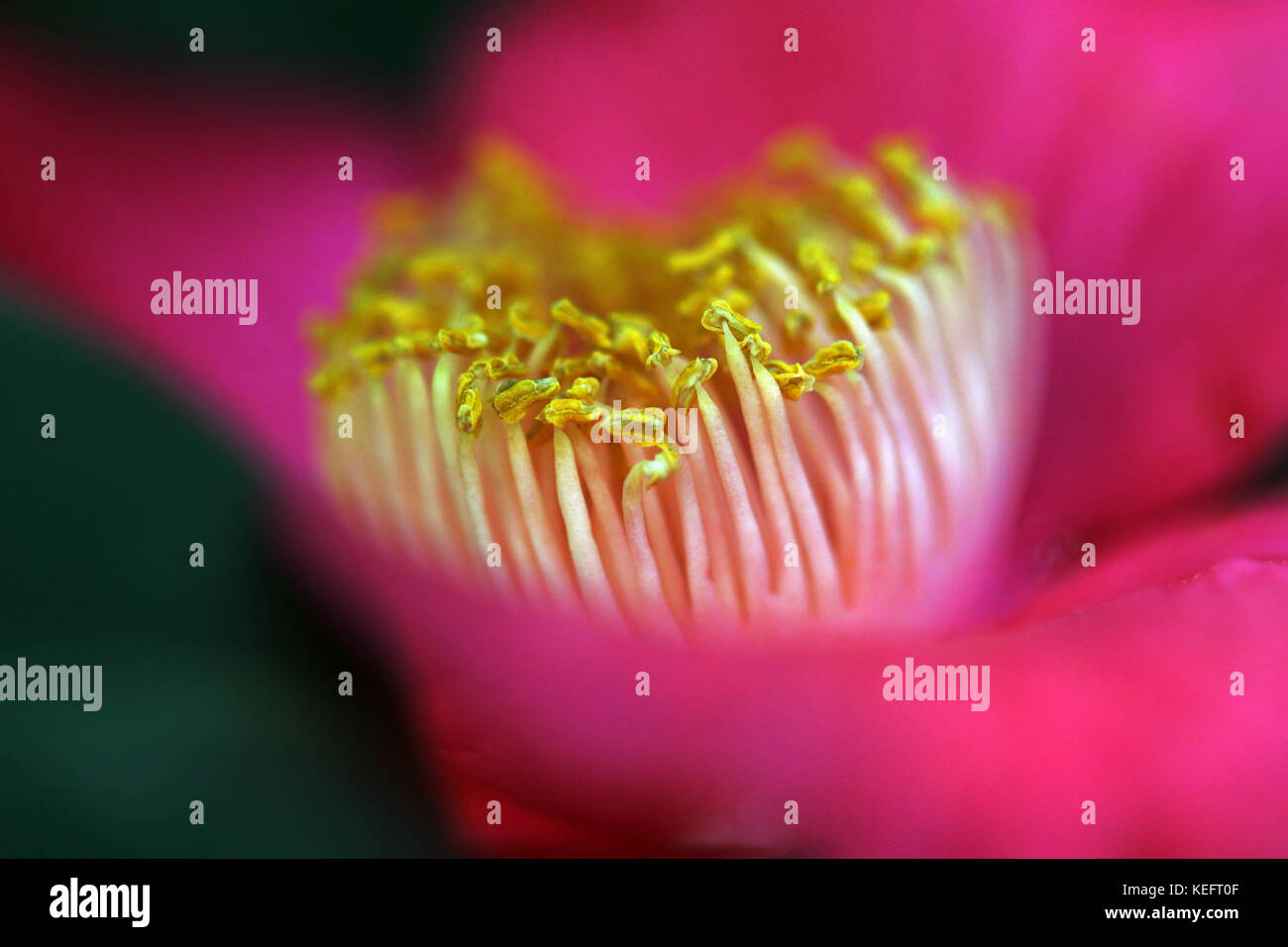 Close up of dark pink single camellia showing stamens Stock Photo