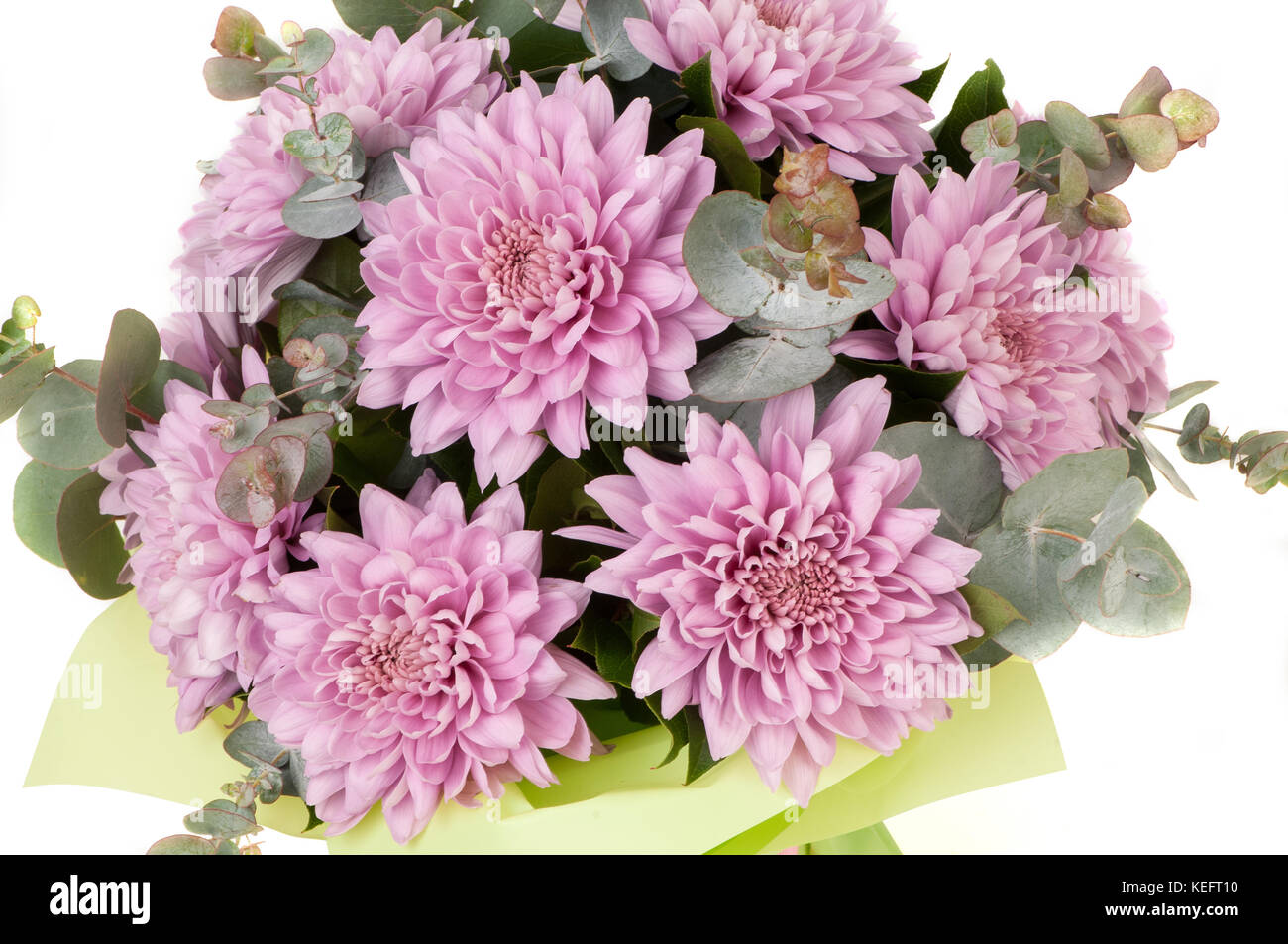 pink dahlia and aster on a white background close up. Valentine's Day Stock Photo