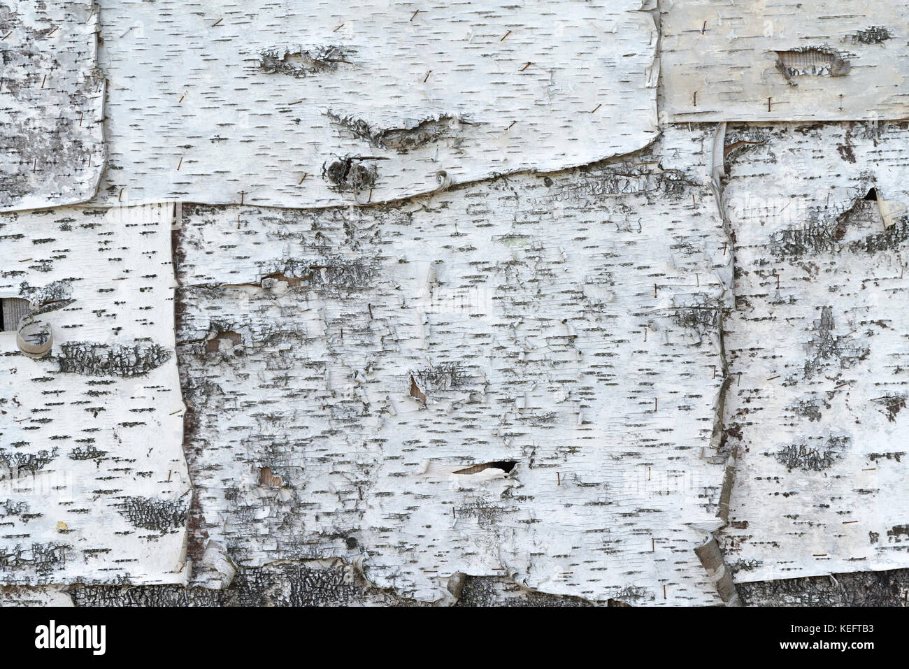 bark texture, natural paper background close up in a summer forest ...