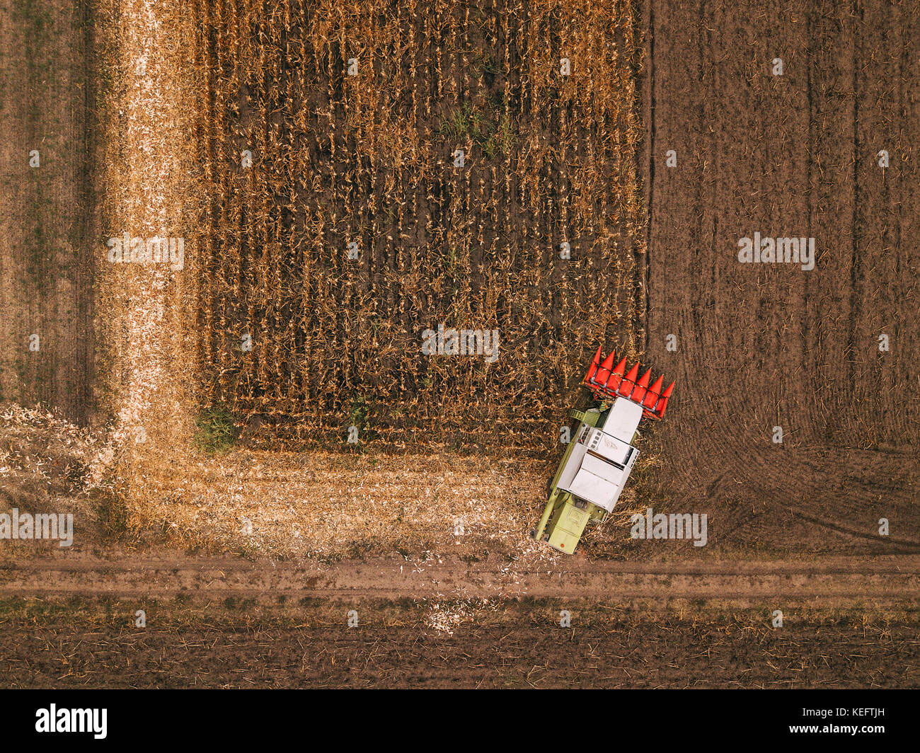 Corn crop harvest. Aerial view of combine harvester machine gathering grains in maize field. Stock Photo