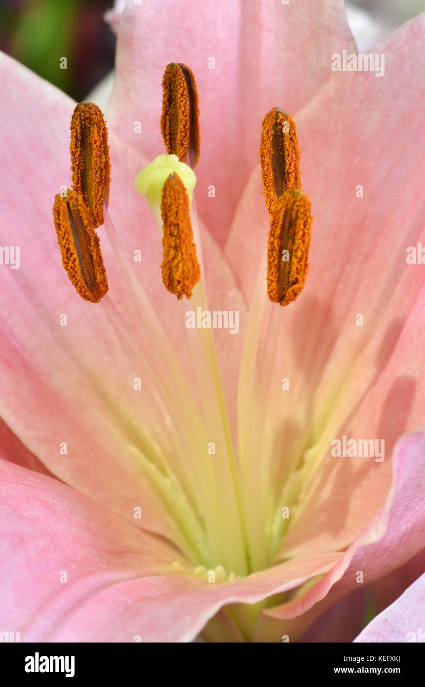 Close Up Of Stamen And Pistil Of Lily Flower Stock Photo Alamy