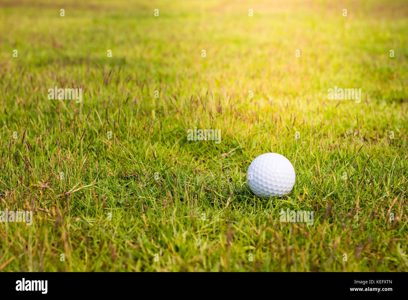 Golf ball on the green Stock Photo Alamy