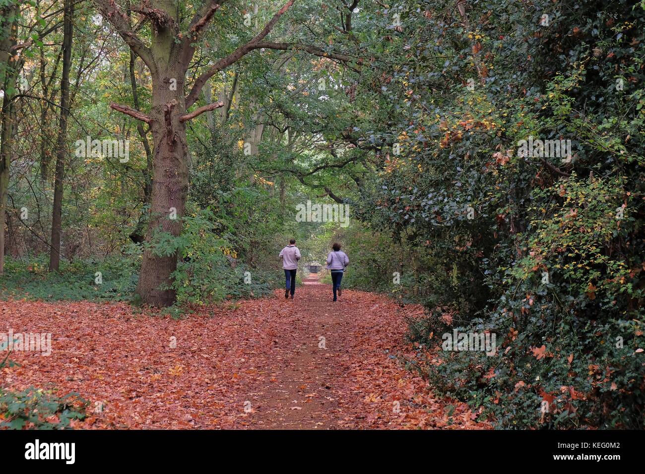 Forest fallen leaves pathway hi-res stock photography and images - Alamy
