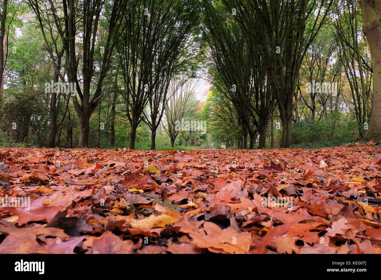 Forest floor with carpet of leaves hi-res stock photography and images ...