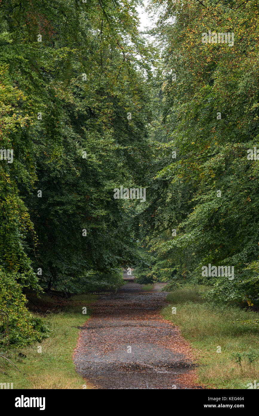 Path under a beech trees in the green forest, Klampenborg, Copenhagen Denmark Stock Photo