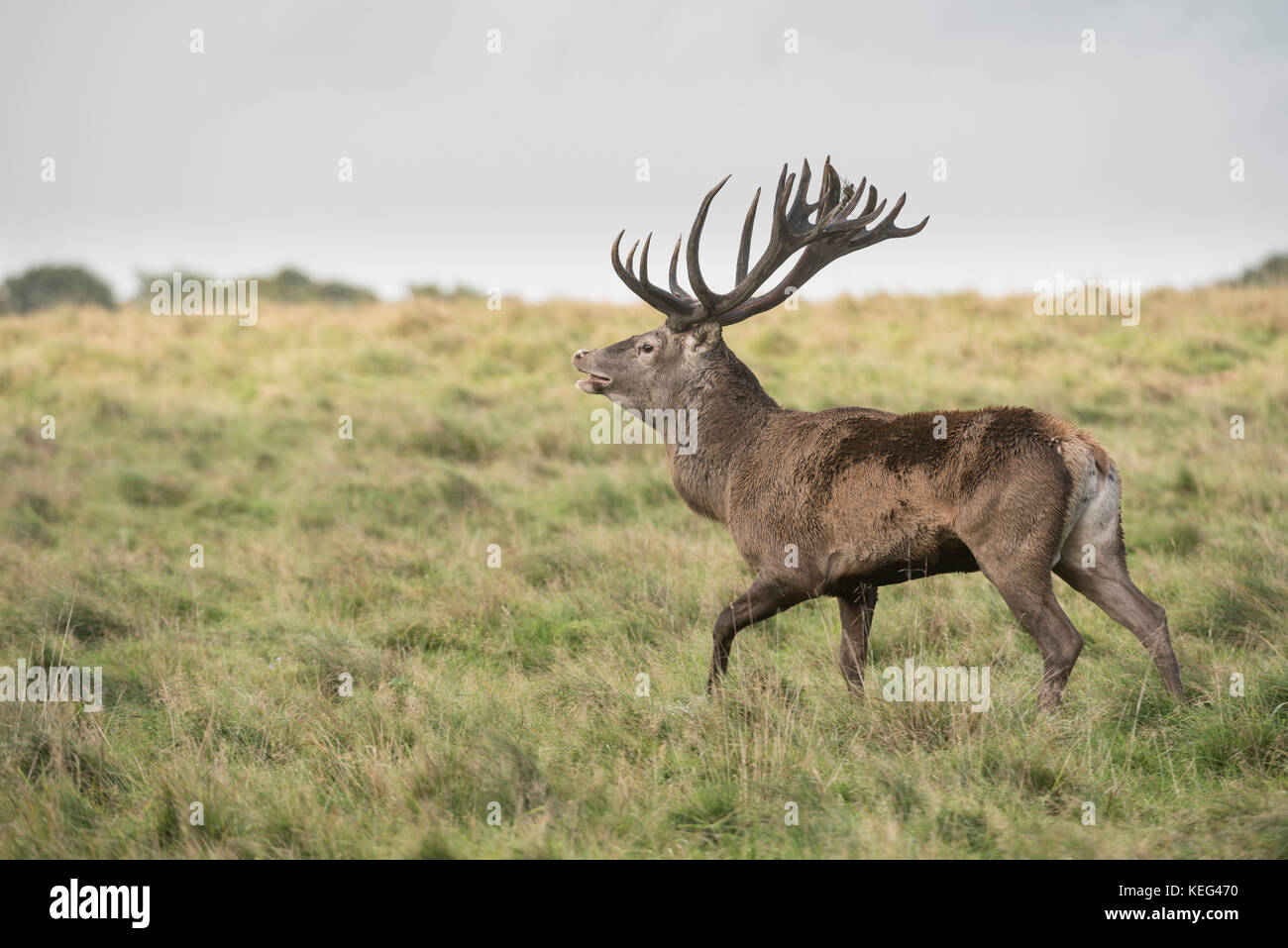 Red Deer (Cervus elaphus), Royal Deer Park, Klampenborg, Copenhagen, Denmark Stock Photo