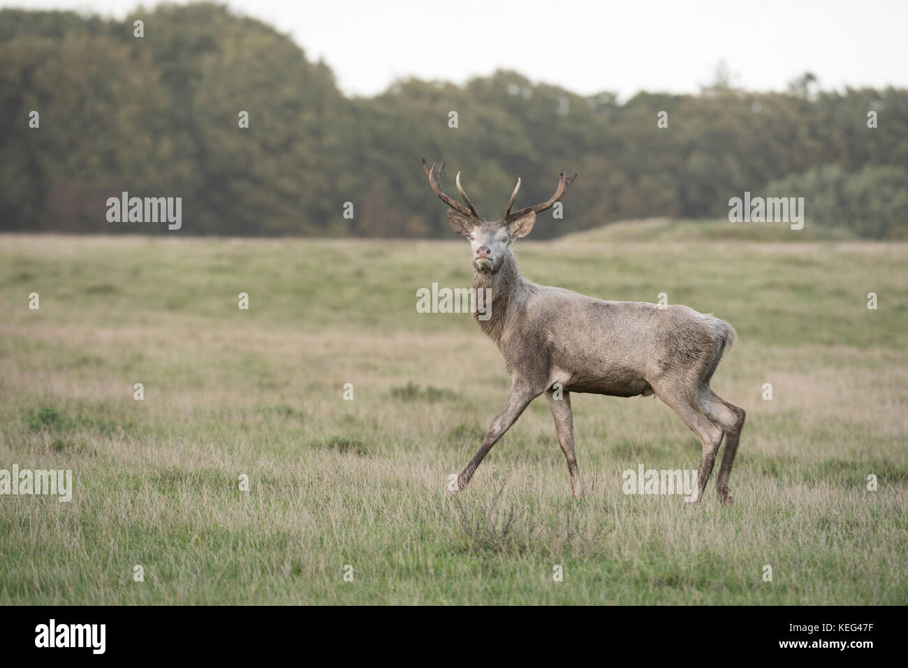 Red Deer (Cervus elaphus) white color, Royal Deer Park, Klampenborg, Copenhagen, Denmark Stock Photo