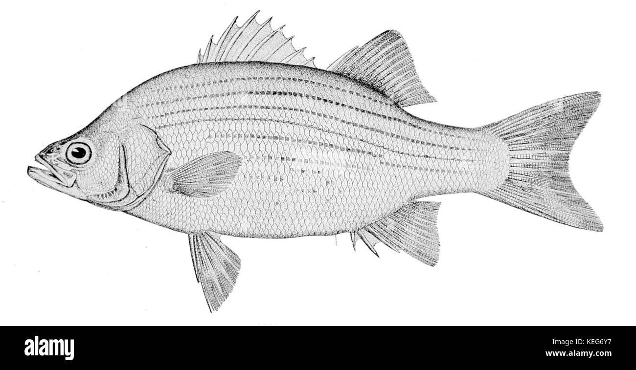 White Bass (Morone chrysops)