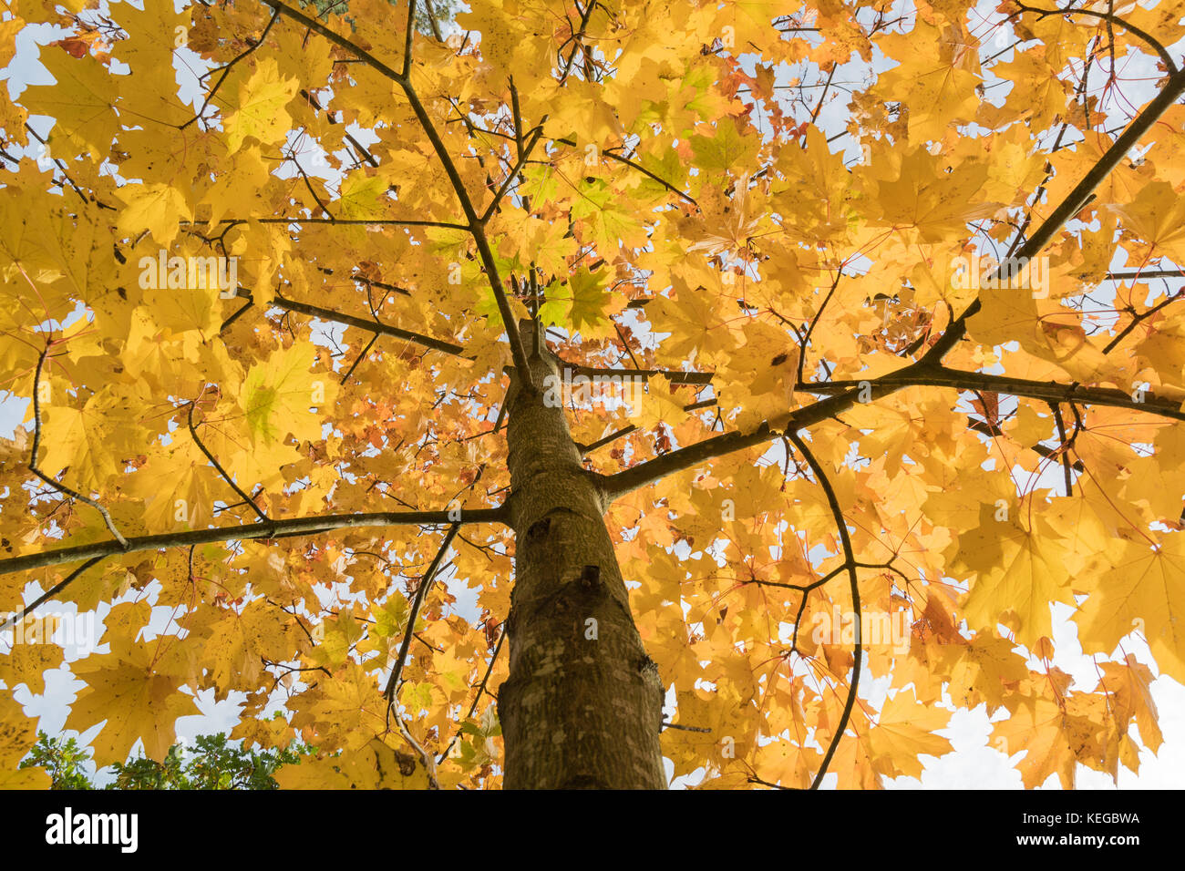 Colorful maple tree by fall season in a low angle image Stock Photo - Alamy