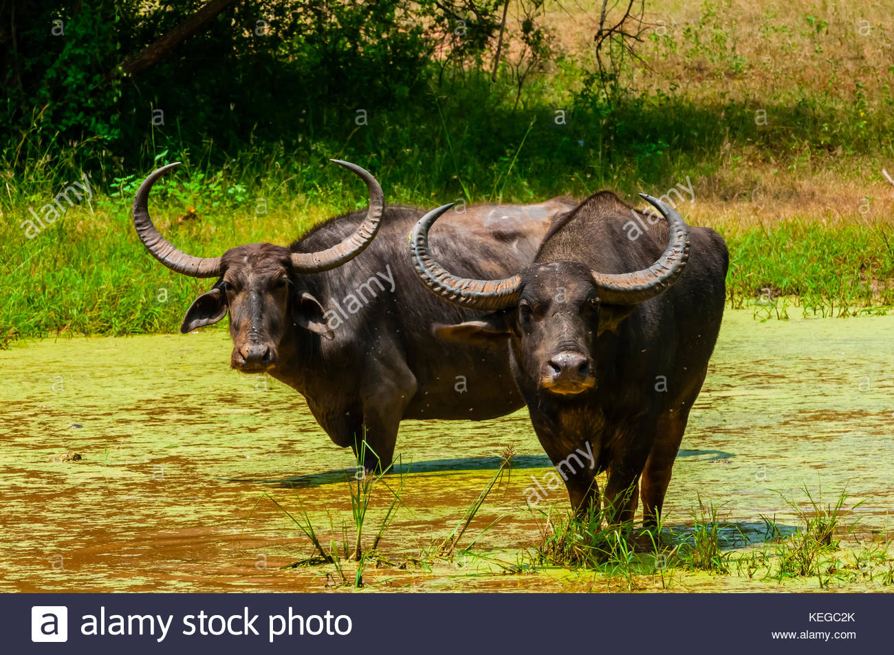 The Water Buffalo Stock Photos & The Water Buffalo Stock Images Alamy