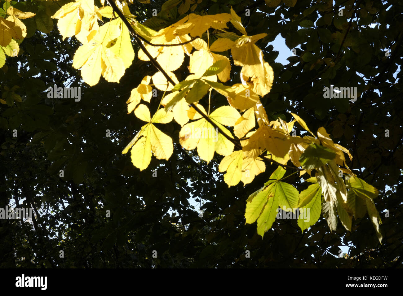 Leaves in autoumn light Stock Photo