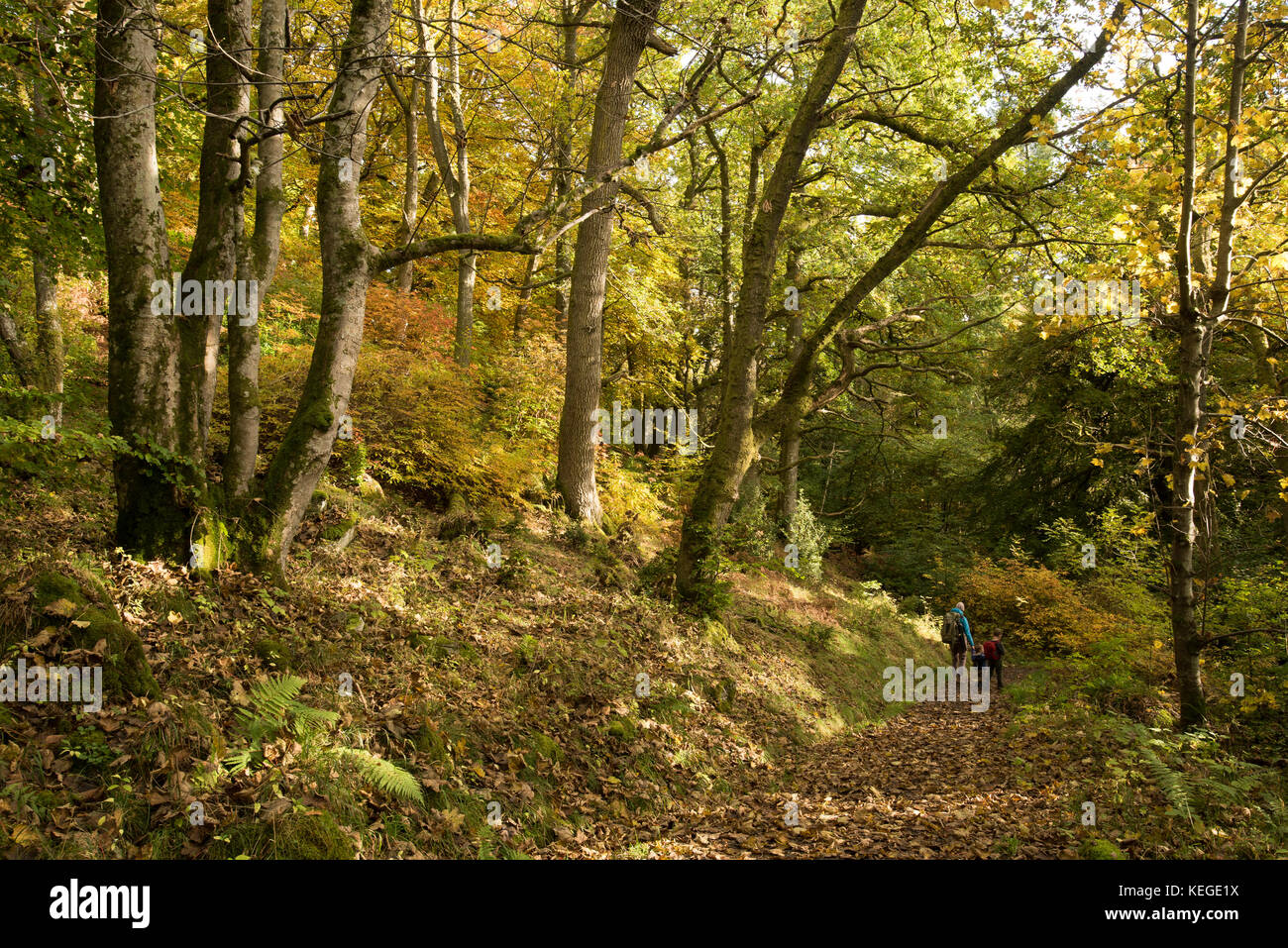Family walk through spectacular autumn Scottish woodland. Stock Photo