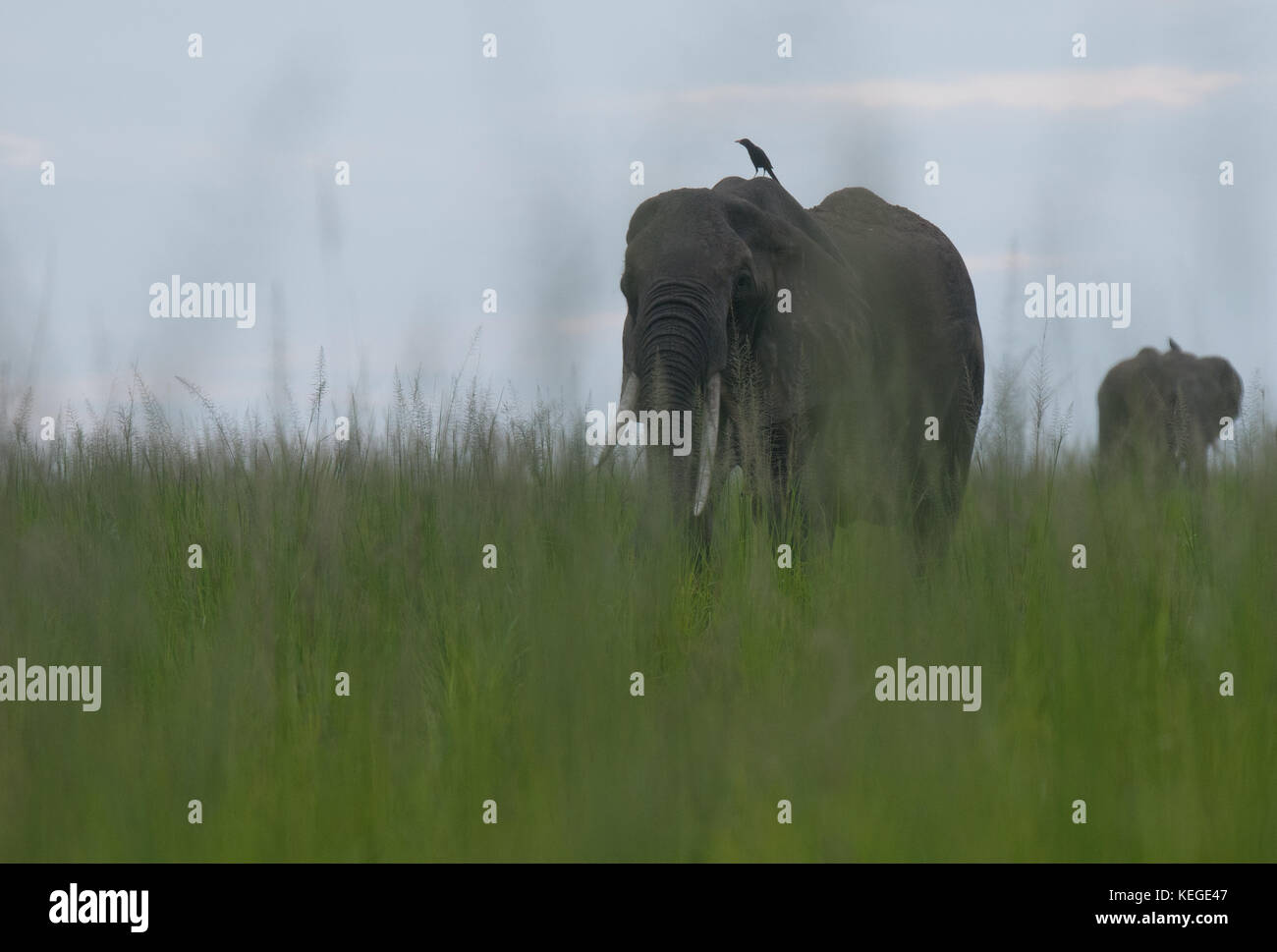 Elephants in evening light; Murchison Falls National Park, Uganda. Stock Photo