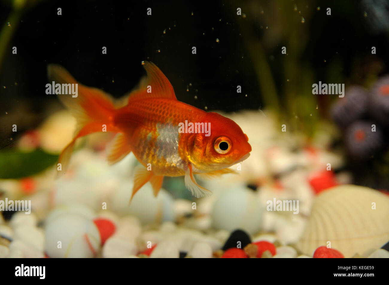 Goldfish in aquarium close up horizontal photo Stock Photo - Alamy