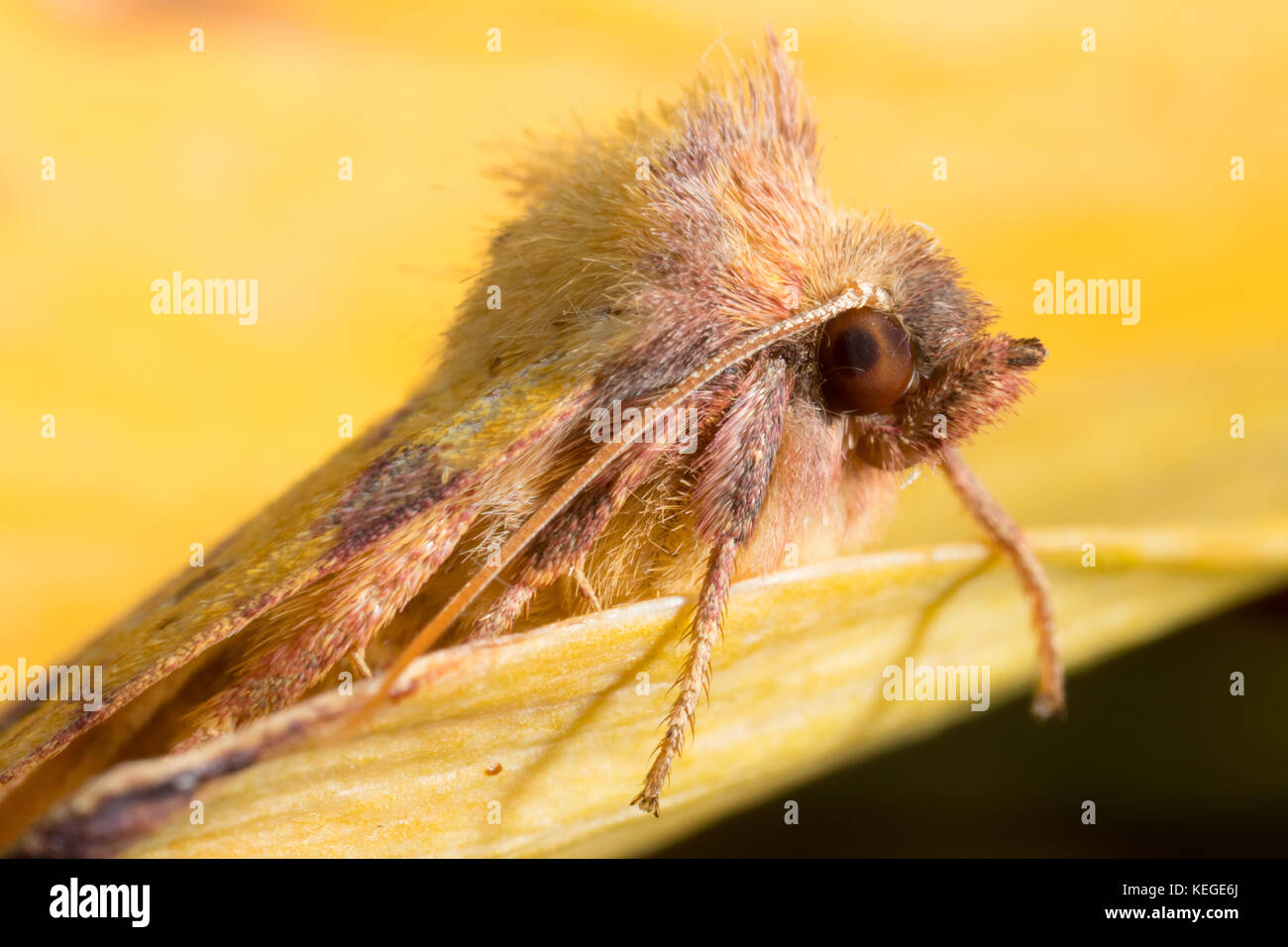 A rather goofy-looking pink-barred sallow - macro portrait of this British autumnal garden moth. Stock Photo